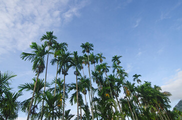 High aroca palm trees on blue sky background