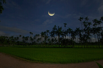 Wanning moon over dirt roads, lush green rice fields and areca palm trees, with a blue sky as a backdrop
