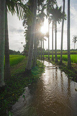 Water flowing in the creek with rows of areca palm on two sides in morning light