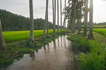 Water flowing in the creek with rows of areca palm on two sides in morning light
