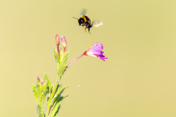 Bumblebee of bombus flying away after pollinating purple wildflower Epilobium hirsutum, or Great Willow-herb in Norwich United Kingdom.