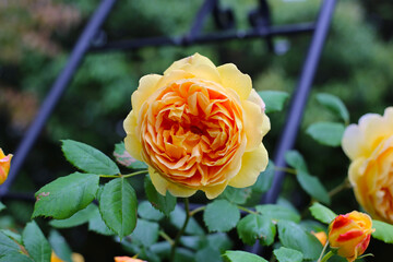 Beautiful yellow-orange English rose in full bloom