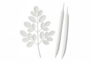 Moringa oleifera leaves and seed pods represented with a white minimalist paper cut style on a transparent background