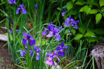 Vibrant purple iris flowers blooming in the park