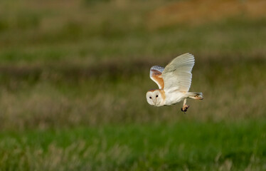 Barn owl flys past low over field holding prey in claw