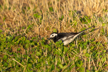 Pied wagtail or Motacilla alba fossicking in grass