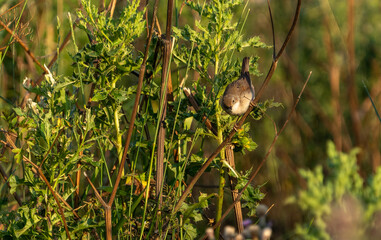 Small and delicate cett's warbler or Cettia cetti) on slim reed