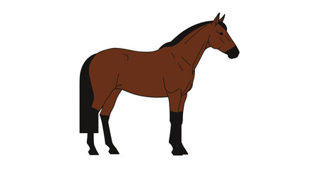 Obraz premium A side-view illustration of a brown horse with black mane, tail, and legs, standing still against a white background.