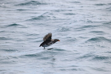 The rhinoceros auklet (Cerorhinca monocerata) is a seabird and a close relative of the puffins. This photo was taken in Japan.