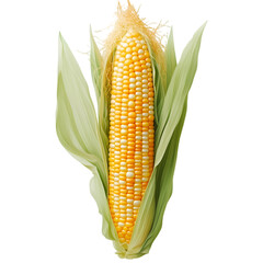 Corn cob PNG cutout isolated on white and transparent background. corn cob, fresh corn, corn PNG, corn cutout, isolated corn, corn on white, corn transparent background, sweet corn, organic corn.