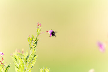 Bumblebee of bombus pollinating purple wildflower Epilobium hirsutum, or Great Willow-herb in Norwich United Kingdom.