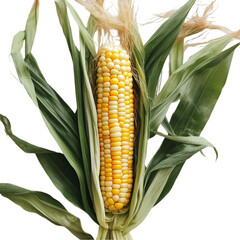 Corn cob PNG cutout isolated on white and transparent background. corn cob, fresh corn, corn PNG, corn cutout, isolated corn, corn on white, corn transparent background, sweet corn, organic corn.