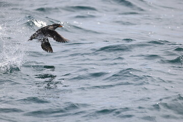 The rhinoceros auklet (Cerorhinca monocerata) is a seabird and a close relative of the puffins. This photo was taken in Japan.