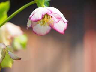 クリスマスローズの花とコピースペース