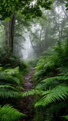 Fototapeta premium Misty forest path with lush ferns and tall trees. Atmospheric woodland scene