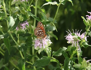 Aphrodite Fritillary (Speyeria aphrodite) butterfly on Bee Balm purple flower in Montana garden