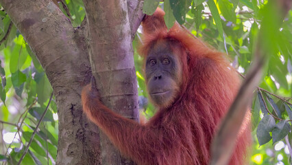 a female sumatran orangutan turns its head and looks at the camera in the rainforest of gunung...
