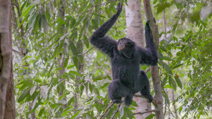 a wide shot of a sumartran siamang sitting on a branch in the rainforest of gunung leuser national...