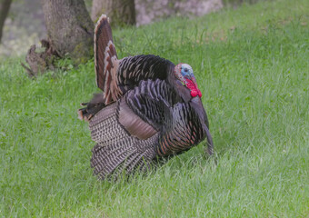 a side on view of a male wild turkey displaying on a hillside at tuttletown in california, usa