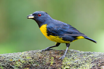Vibrant Blue and Gold Tanager on Tree Branch in Tropical Forest