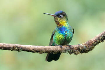 Vibrant Fiery-Throated Hummingbird on Tree Branch in Tropical Forest