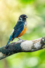 Spangle-Cheeked Tanager on Tree Branch in Tropical Forest
