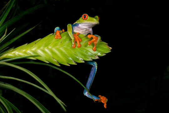 Colorful Red-Eyed Tree Frog on Heliconia in Tropical Forest - Powered by Adobe