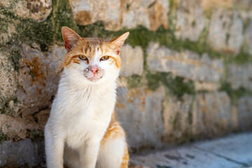 An orange and white cat with a calm expression sits against a mossy stone wall. the setting highlights the serene atmosphere and natural textures, popular in current photography trends.