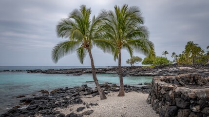 Two coconut palms stand on a volcanic beach.