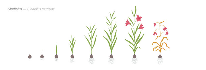 Stages of gladiolus flower plant development from seed to harvest
