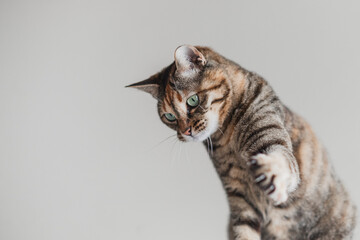 おもちゃを捕獲しようと構える猫