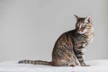 横向きに座り振り返る猫