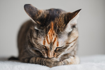 香箱座りをして顔を埋める猫