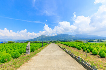 夏のコキアと阿蘇山　熊本県阿蘇郡　Summer kochia and Mount Aso. Kumamoto Pref, Aso County.