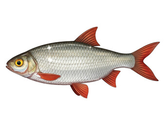 Obraz premium Detailed close-up of a red-finned european roach fish swimming against a dark backdrop transparent background