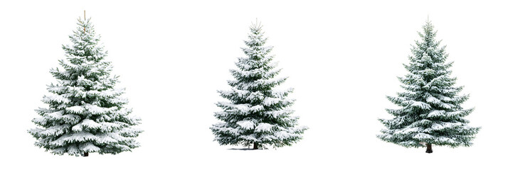 Snow Covered Christmas Trees. Winter Holiday.