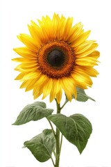 Fototapeta premium Bright sunflower against white