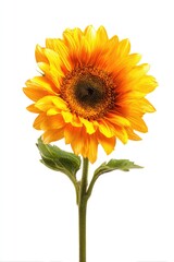 Obraz premium Vibrant sunflower against white