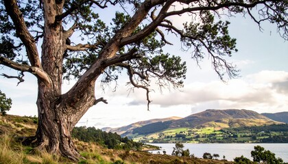 Obraz premium Gnarled tree overlooks a tranquil lake and rolling hills under a cloudy sky