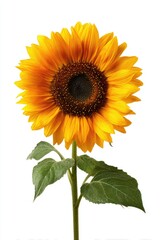 Single vibrant sunflower against white background