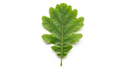 Fototapeta premium Striking studio capture of a verdant oak leaf against minimalist backdrop