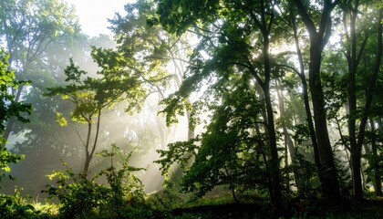 Obraz premium Sunbeams pierce the morning mist in a lush green forest, creating a magical atmosphere