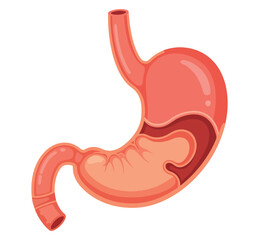 a simple anatomical illustration of a human stomach showing its internal folds
