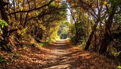 Fototapeta premium Sun-dappled path winds through a tunnel of vibrant autumn foliage