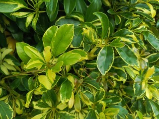 close up of green leaves