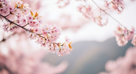 Obraz premium Pink Cherry Blossom Tree Branch with Blooming Flowers in Spring Garden