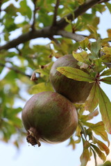 Pomegranates leafy tree.pomegranate on tree close-up vitamins. High quality photo