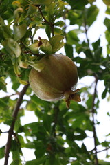 Pomegranates leafy tree.pomegranate on tree close-up vitamins. High quality photo