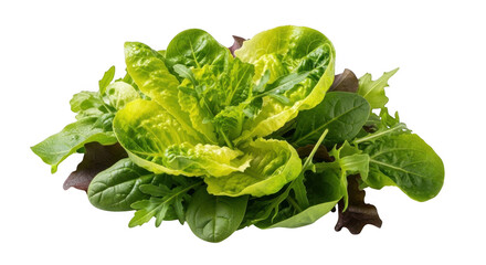 Fresh green lettuce leaves healthy salad ingredient close up food photography