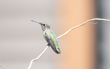 hummingbird resting on a branch